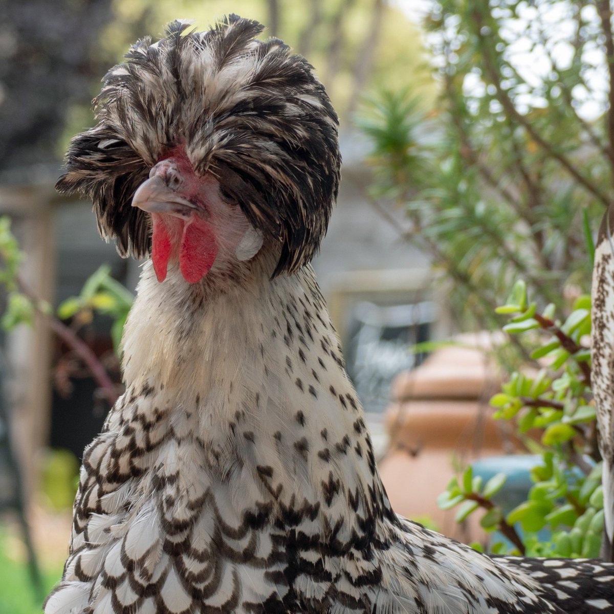 PugownedS's tweet photo. One of my chicken friends Elvira๐The Sims needs Chickens! okay okay I need chickens in the sims ๐ #TheSimsNeedschickens #SimsChickens #Simswishlist https://t.co/14Grr0CDkm