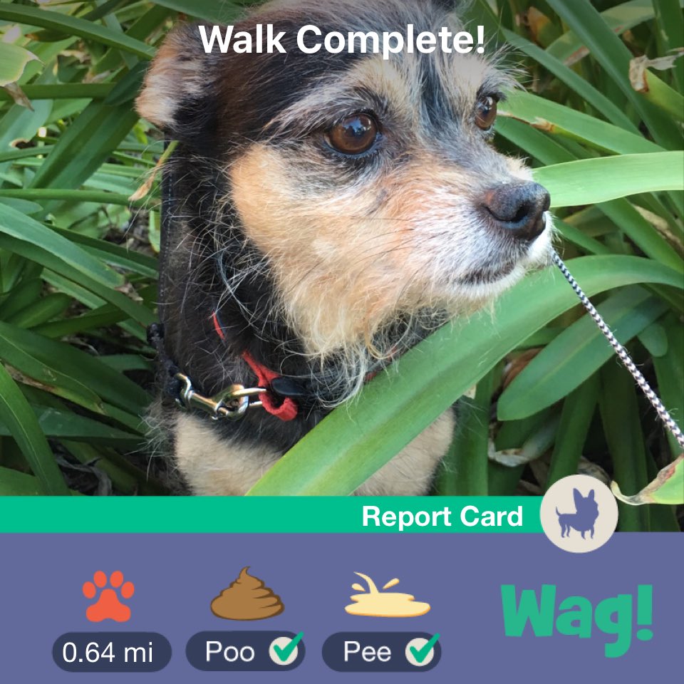 VastData's tweet image. Just finished a dog walk on Wag! Use my link wagwalking.app.link/2nLHq3nD5S for $50 of FREE Wag credit!