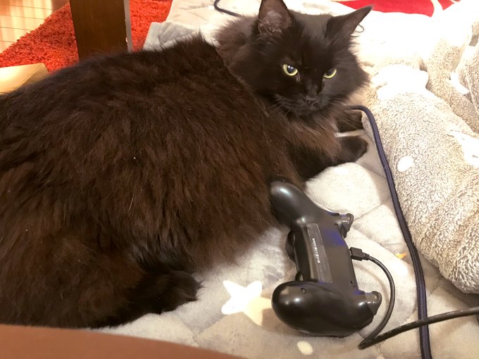 猫はこたつのtwitterイラスト検索結果