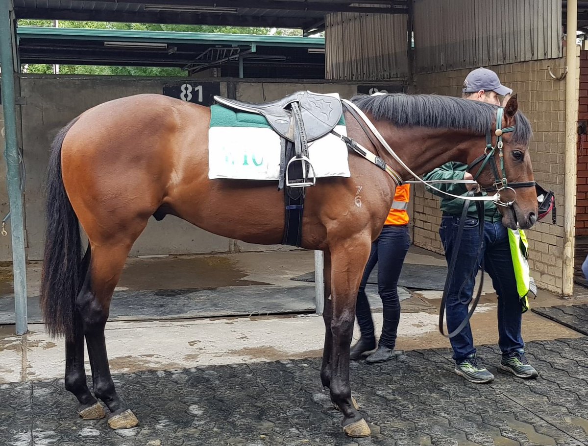 Clarken_Racing's tweet photo. Our Hussonet x Danzeround The Sun 2yo gelding at morning track work. He is progressing well. @Pinhookhorses @hancock_adrian #clarkenracing https://t.co/Bn6nQMjvcO