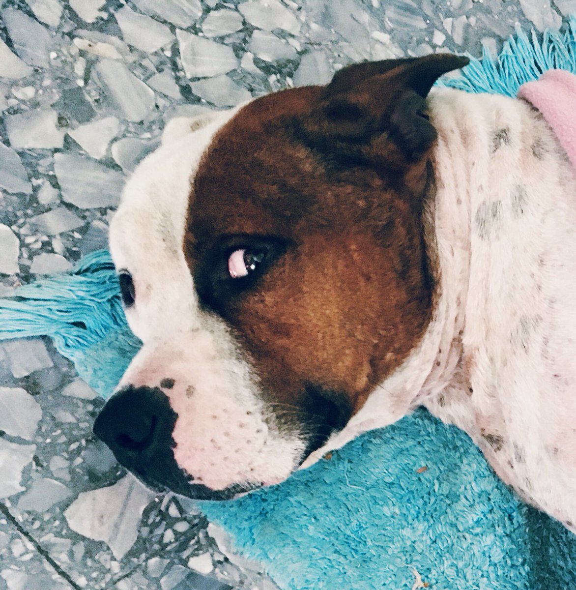 lumiton's tweet photo. Solo quiere amor y un poco de comida. Es muy dócil y educado @MDN_C9 @soyleomontero @malutedesco @protectoraapavl @mascotaadopcion https://t.co/BJojpn02g1