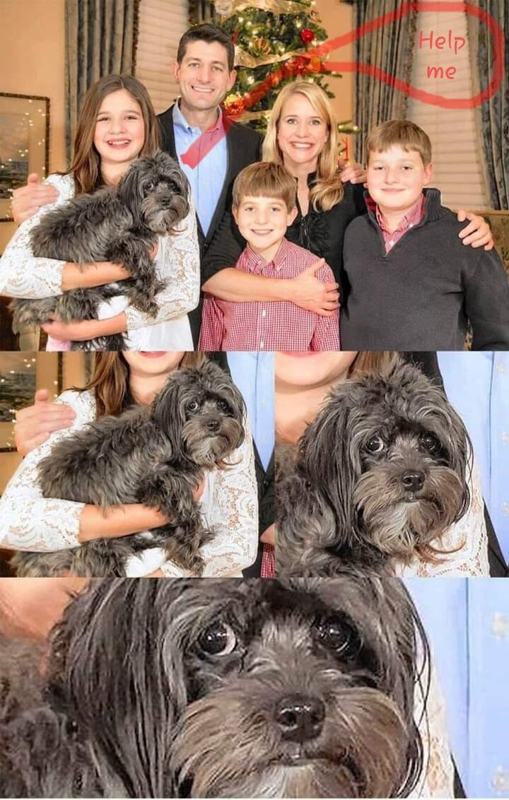 TaffyUnleashed's tweet photo. I sniff another political 🐶 needing rescue. Have no fear - Taffy is here! Woof woof 🐾 #TaffyUnleashed #UnleashBoomerAndSooner https://t.co/lRC9ogDdvw
