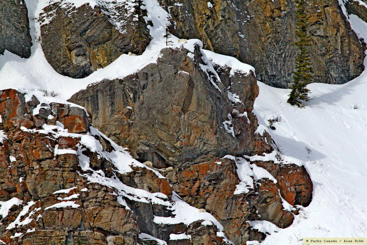 KootenayNP's tweet image. Mountain goats are good indicators of alpine ecosystem health because they are sensitive to human disturbance. We do aerial surveys to find out how healthy our goat populations are. Can you spot the goats in this photo? 🤓🐐🚁 #wildlifewednesday #sciencewithaview