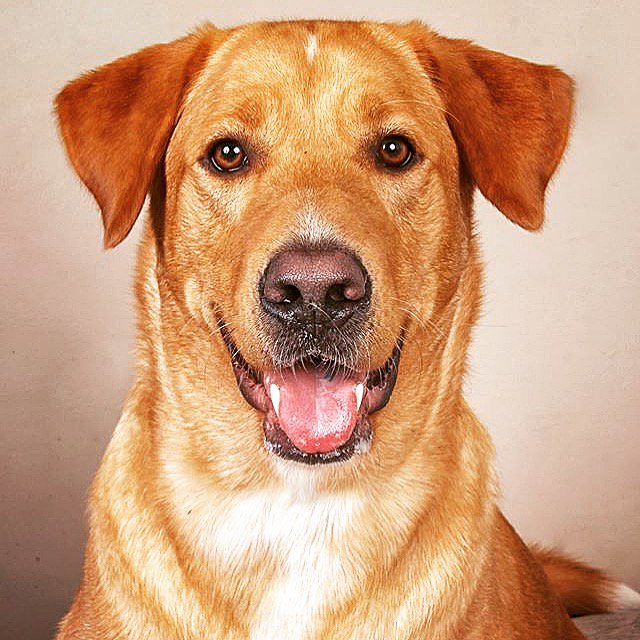 SimbaZira's tweet photo. Ready for my close up. 📷 follow my Instagram at simbapup1 🎞#yellowlab #yellowlabpuppy #yellowlabsquad #yellowlabrador #yellowlabradorretriever #dog   #labgoldenretriever #labgoldenretrievermix #labgoldens #labgoldenlove  #labgoldenretrieverpuppies #labgoldenretrievercross https://t.co/aUmgKZS0LY