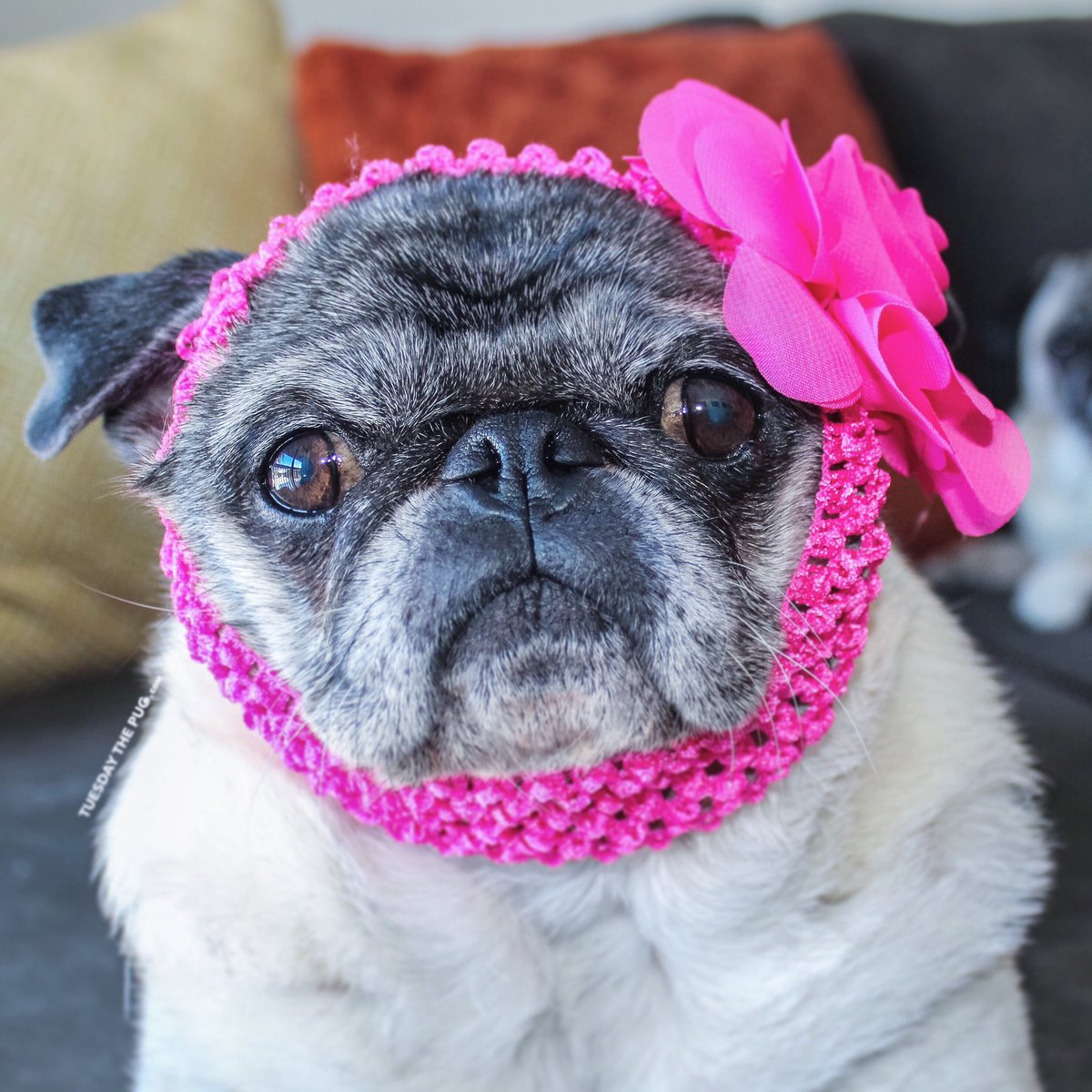 Hey #pugchat! Tuesday (and camera shy Louie) here from Syracuse, NY!