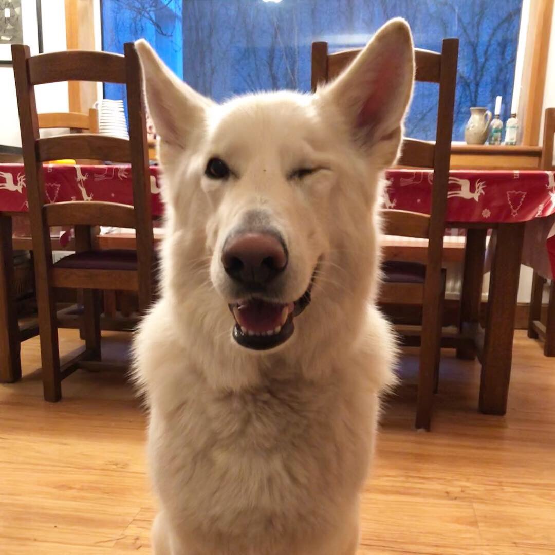 Harveywgsd's tweet photo. Happy 3rd Gotcha Day Maya ❤️ https://t.co/LzlowTYwkI