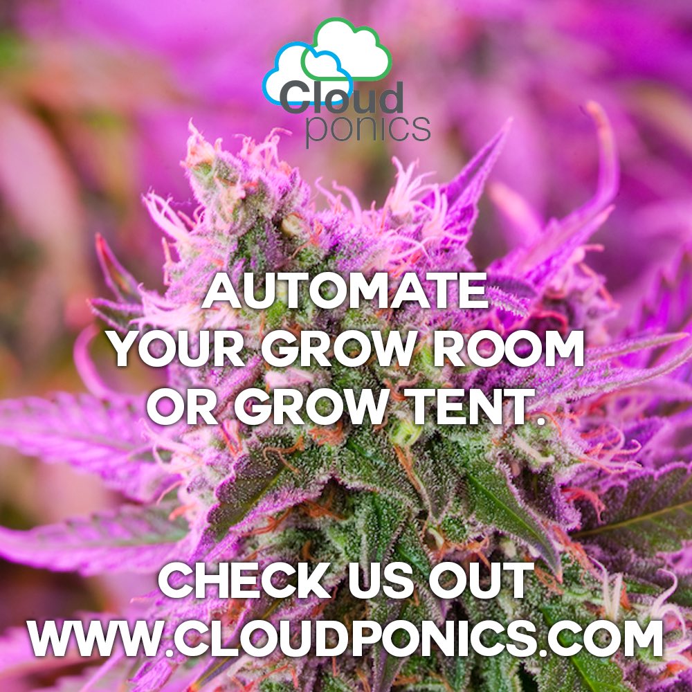 cloudponics's tweet image. Fully AUTOMATE your grow room or grow tent. LINK in Bio.
•
#Cloudponics #Hydroponics #HydroponicsSystem #LedGrown #GrowYourOwn #GrowWeed #cannabisgrow #weedlifestyle