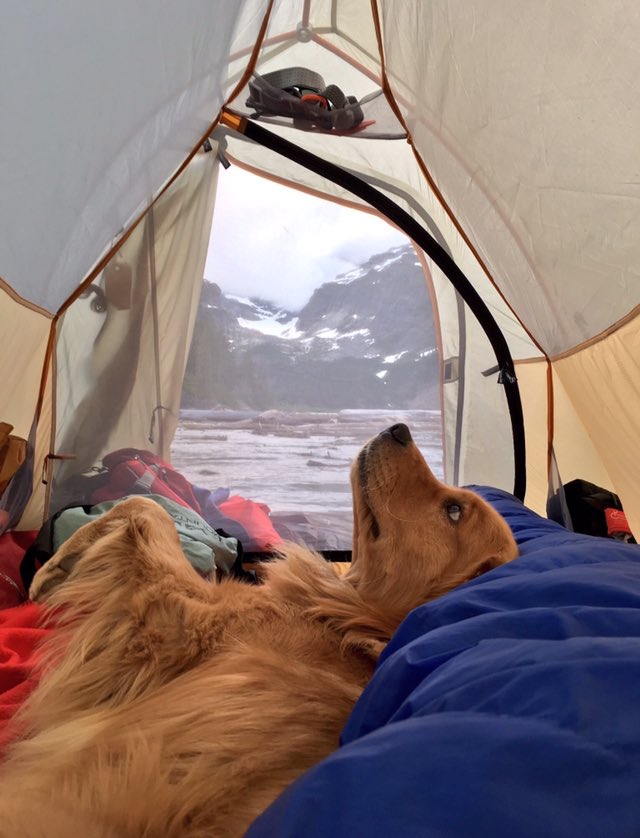 Can Dogs Sleep In A Tent