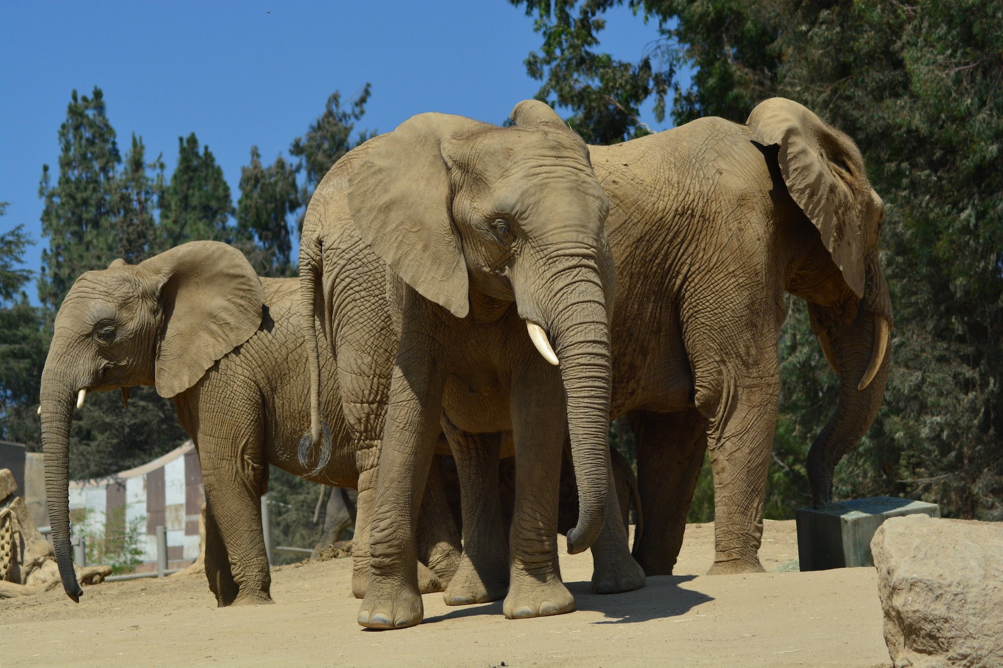 San Diego Zoo Elephants Earthquake - Earthbeat News