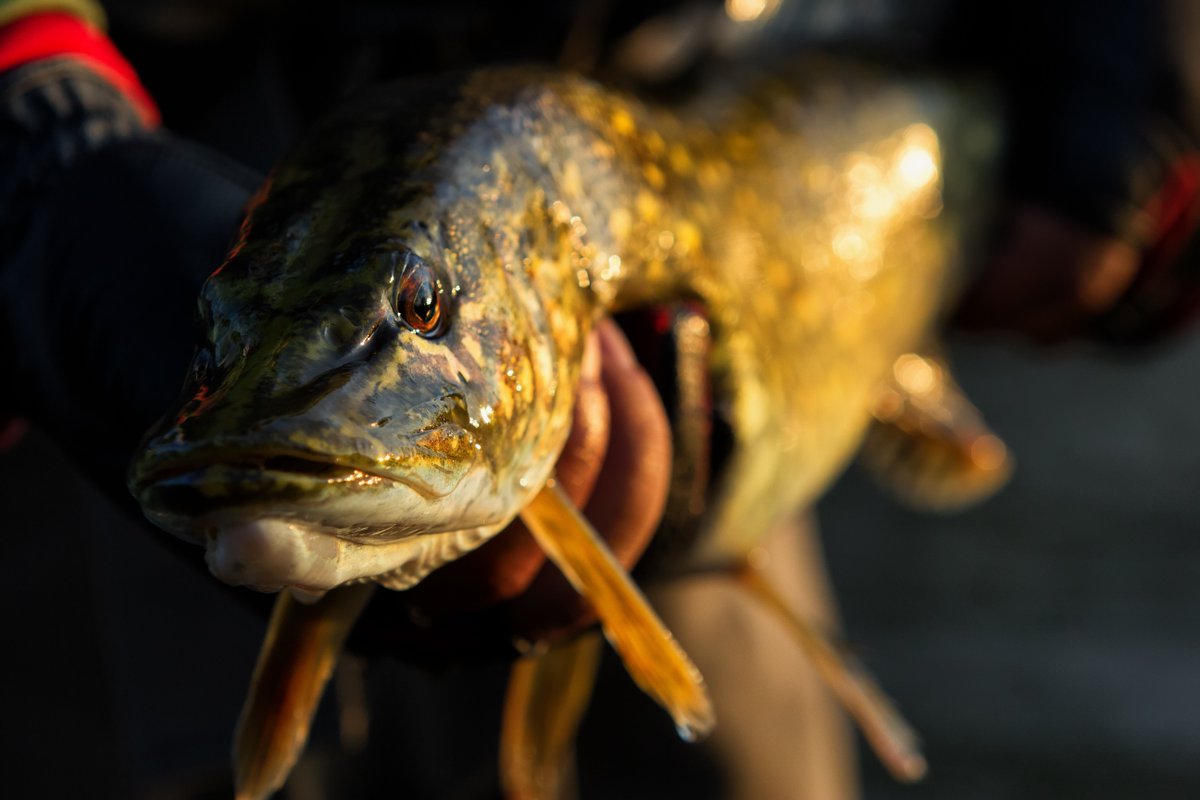 A healthy dose of sunsetting, slime time.

#MustadFishing #MustadFreshwater #PikeFishing