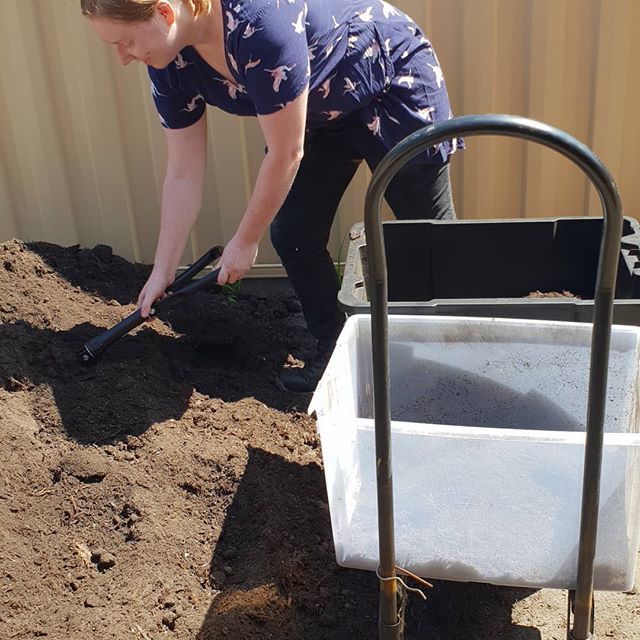 LastResortBrews's tweet photo. We don't have a wheelbarrow but we do have some plastic boxes and a moving trolley which do a fine job #lpt #backyardgardening #povertygarden https://t.co/TxUgX7sNHB https://t.co/1ij7hYh0jD