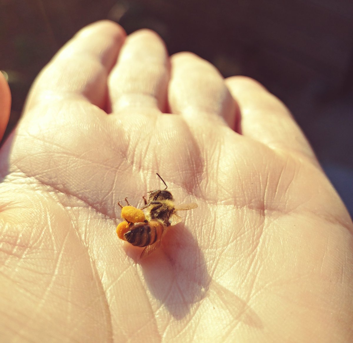 深大寺養蜂園 はちみつ 通販始めました ご覧ください ミツバチの脚についた花粉だんご ビーポーレン とも言いますね 人間でいうとスイカ２つを抱えて飛ぶイメージの重さがあります 巣の近くで息絶えてました 寒い中がんばったね えらいね