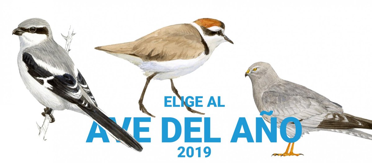 SEO/BirdLife tweet media