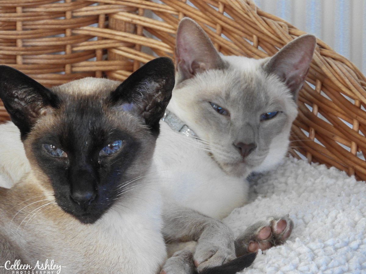Diablo_Siamese's tweet photo. Early start here!! #GoodCameraIsOut #TeamDiablo #LookingGood #CatsofTwitter #CatsofInstagram https://t.co/vqgEgWkzRx
