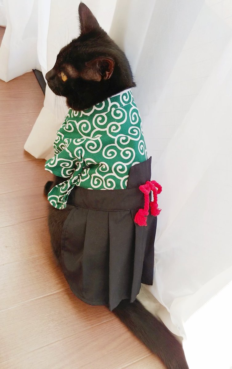 ট ইট র 仔猫を拾ったので 260日目 謹賀新年 もう一着正月服があったので 折角なので 昨夜は 出掛けていた黒猫も留守番していたキジトラも共に疲れているだろうに 久しぶり の再会に妙にテンションが上がって真夜中の大運動会をしていた 朝