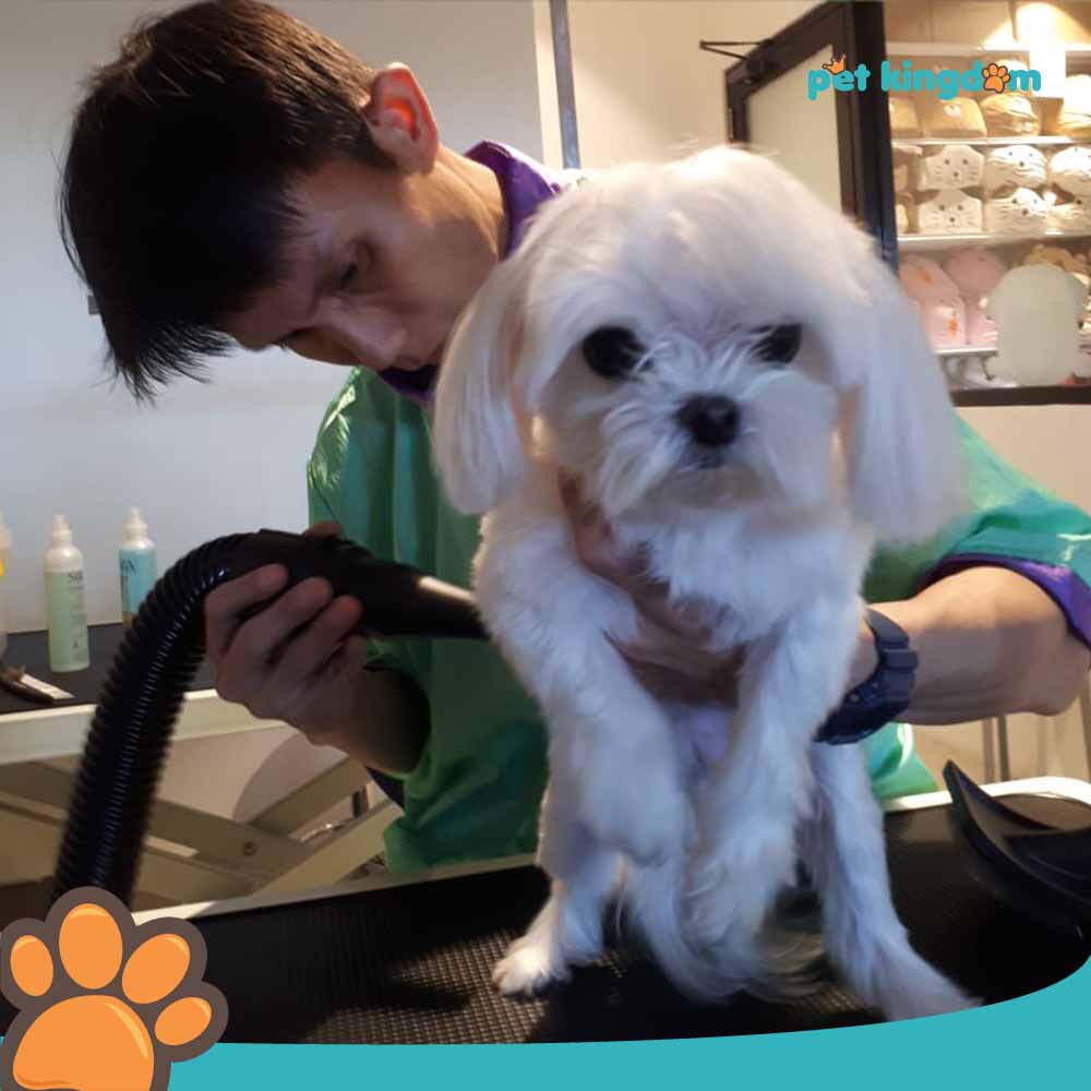 Daftar Harga Pet Kingdom Alam Sutera - Pet's Gallery