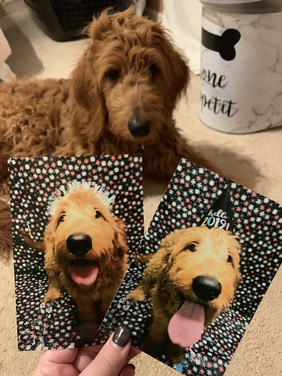 egpeeee's tweet photo. Josie’s daycare dressed the dogs up for New Years and did individual photo shoots and it is by far the best part of 2019 https://t.co/grdUmcNR7b