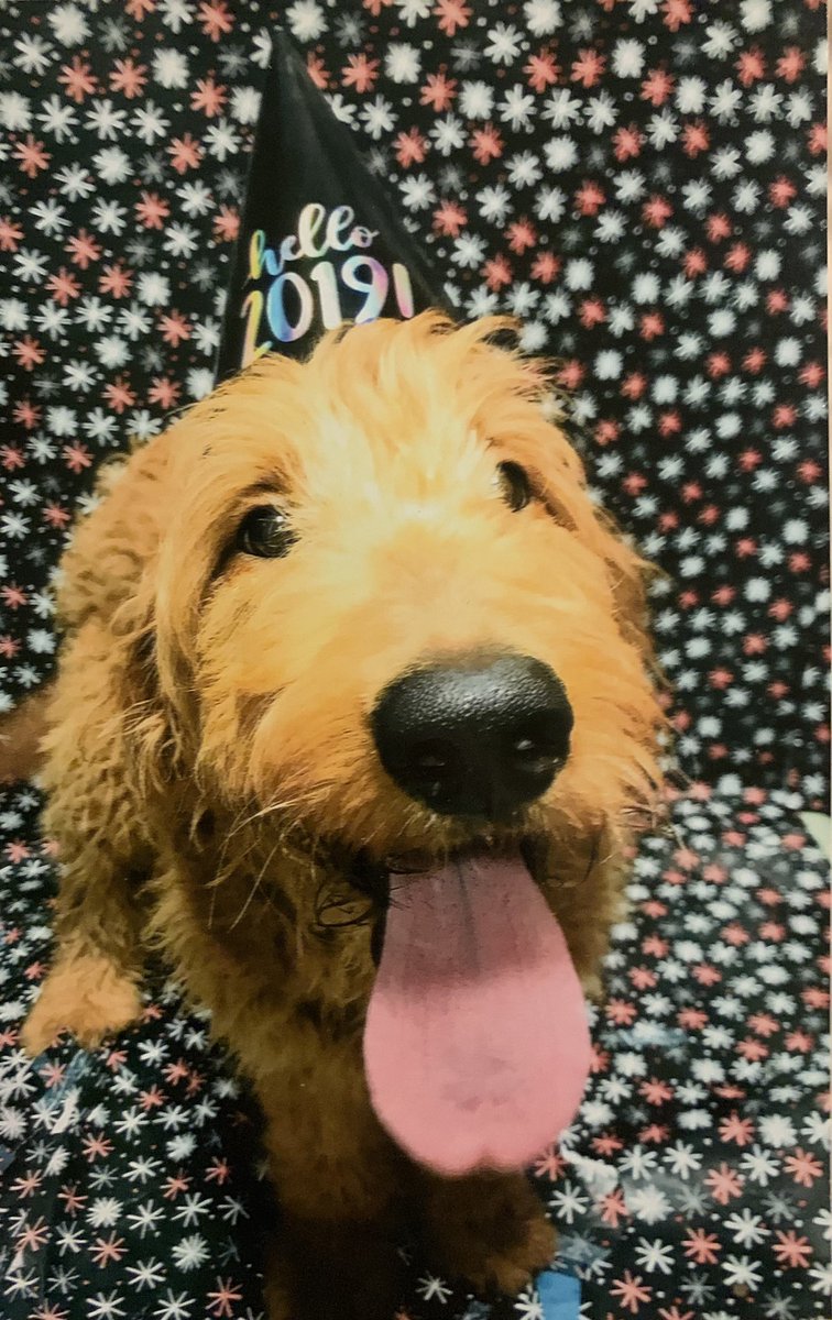 egpeeee's tweet photo. Josie’s daycare dressed the dogs up for New Years and did individual photo shoots and it is by far the best part of 2019 https://t.co/grdUmcNR7b