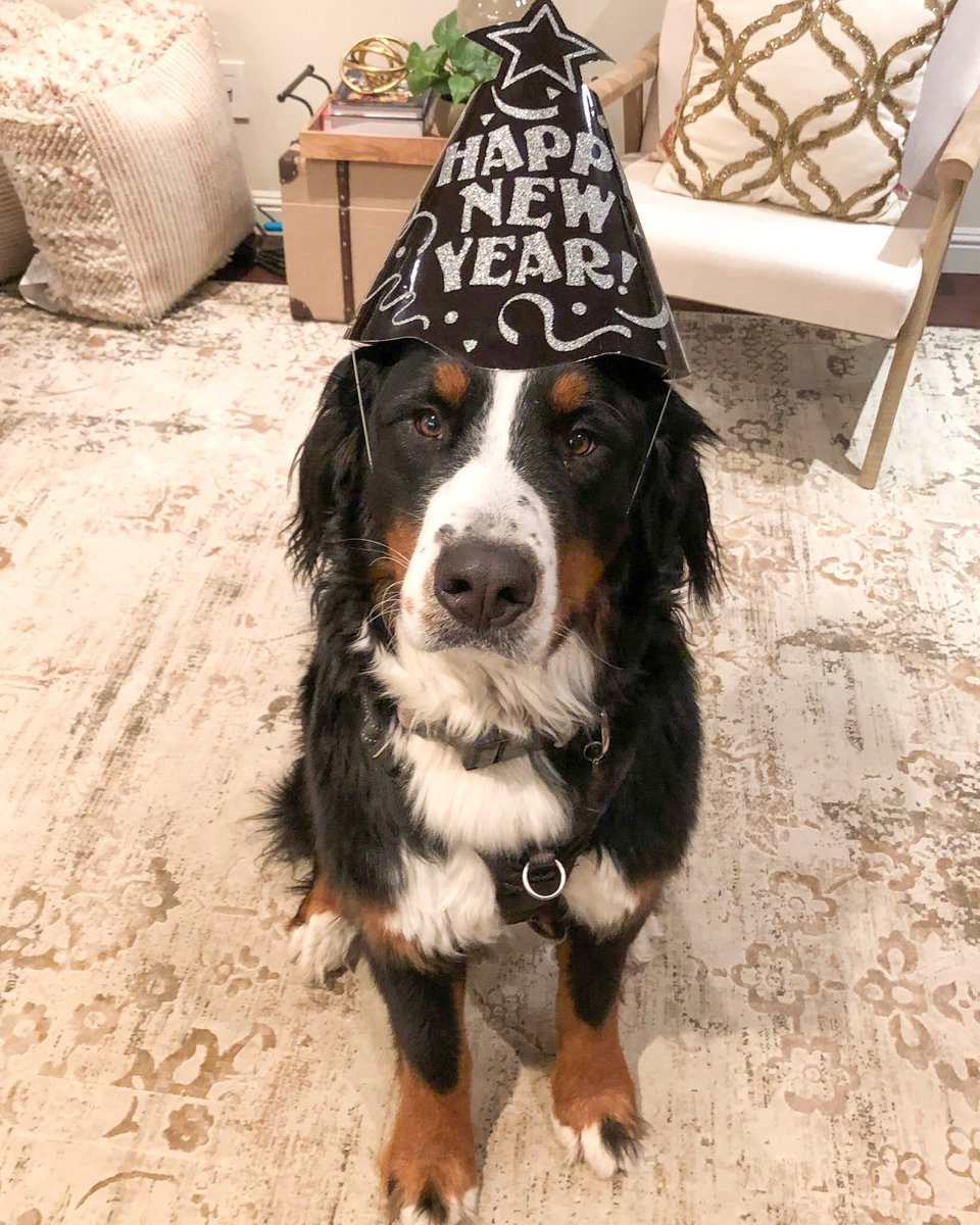 A little late because I was busy pawtying #HappNewYear2019