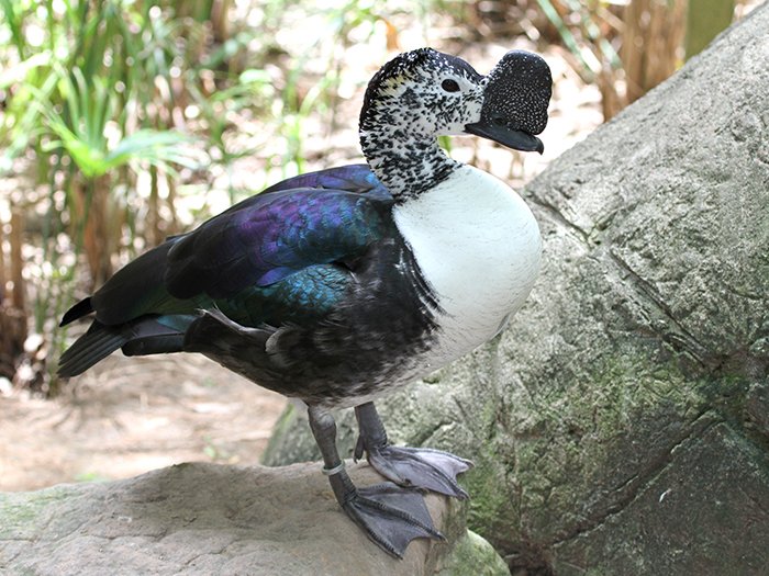 thejennabird's tweet photo. Our first 2019 #BirdoftheDay are the South American Comb Duck (Sarkidiornis sylvicola) and African Knob-billed Duck (S. melanotos). Two of the largest ducks in the world! Males of both speckled species grow ornate bill knobs to attract mates. 

[Photos (c) Alexandria Zoo &amp; Di G.] https://t.co/OHBkY7dKj5