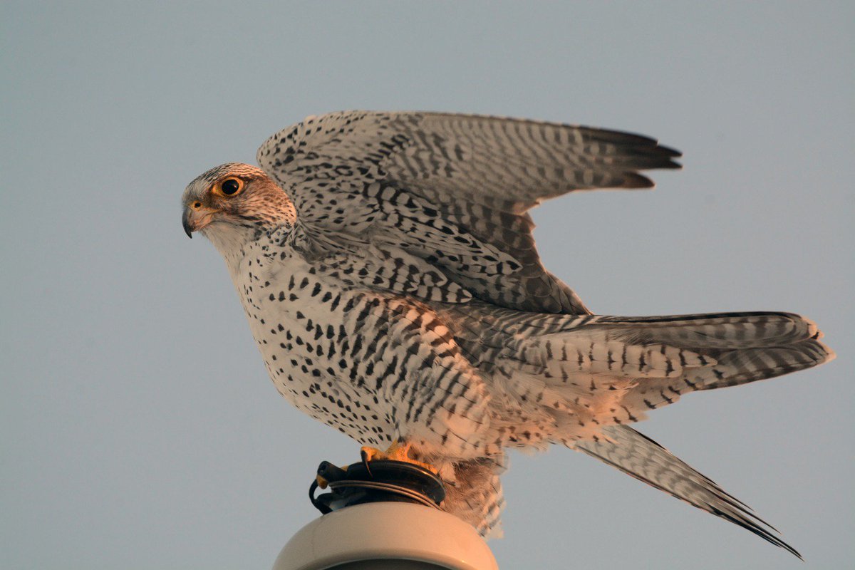 Gyrfalcon Hashtag On Twitter