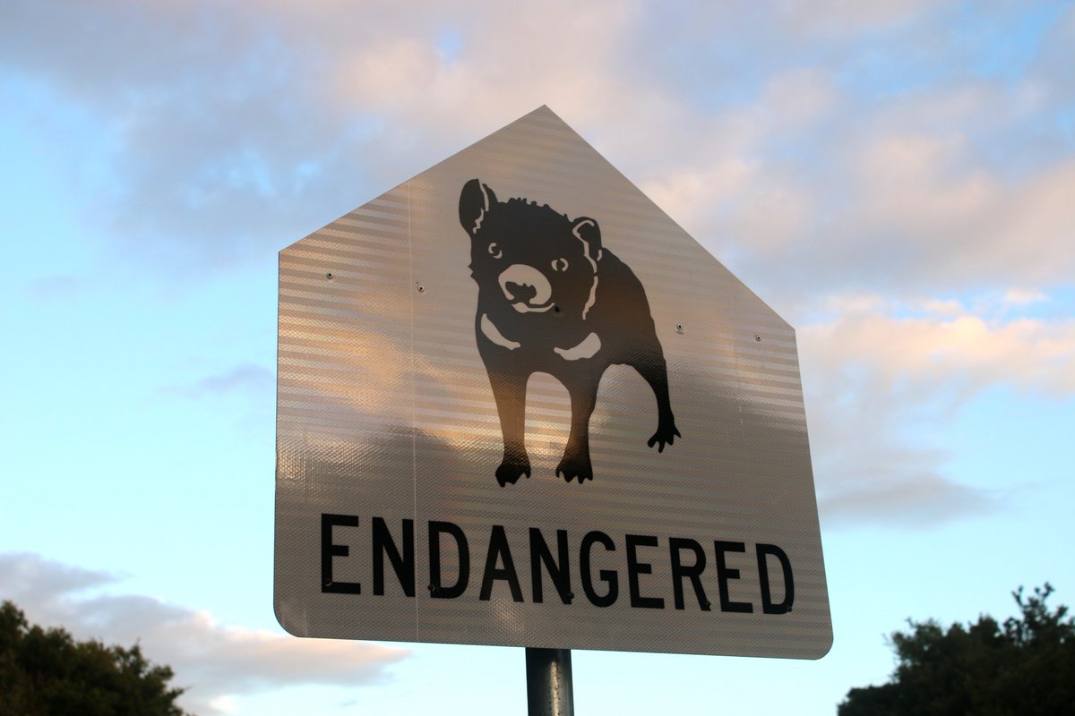 davidghamilton1's tweet photo. Time of year for a reminder that it's devil dispersal season!

Most Tassie devils juveniles become independent around Dec/Jan so are roaming around by themselves for the first time.
 
Watch out for them on roads as they can be out at odd times of day! #DevilFactThursDay https://t.co/IzJnVzDoga