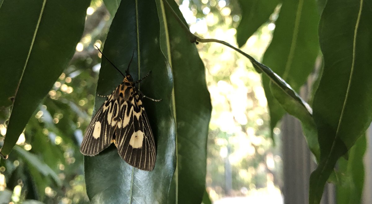 Two-spots tiger moth