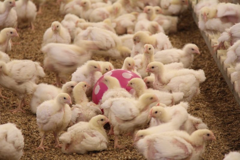 _swisschemie's tweet photo. #PoultryFeedSupplement Suppliers #Poultryfeed is food for #farmpoultry, including #chickens #ducks geese and other domestic birds. We have variety of supplements like: #CHOLINECHLORIDE #ENZYMES. Call us: +6587437932 or read more... https://t.co/6FdrwjBMEV
#Poultry #FeedSupplement https://t.co/g04f7RKx2R
