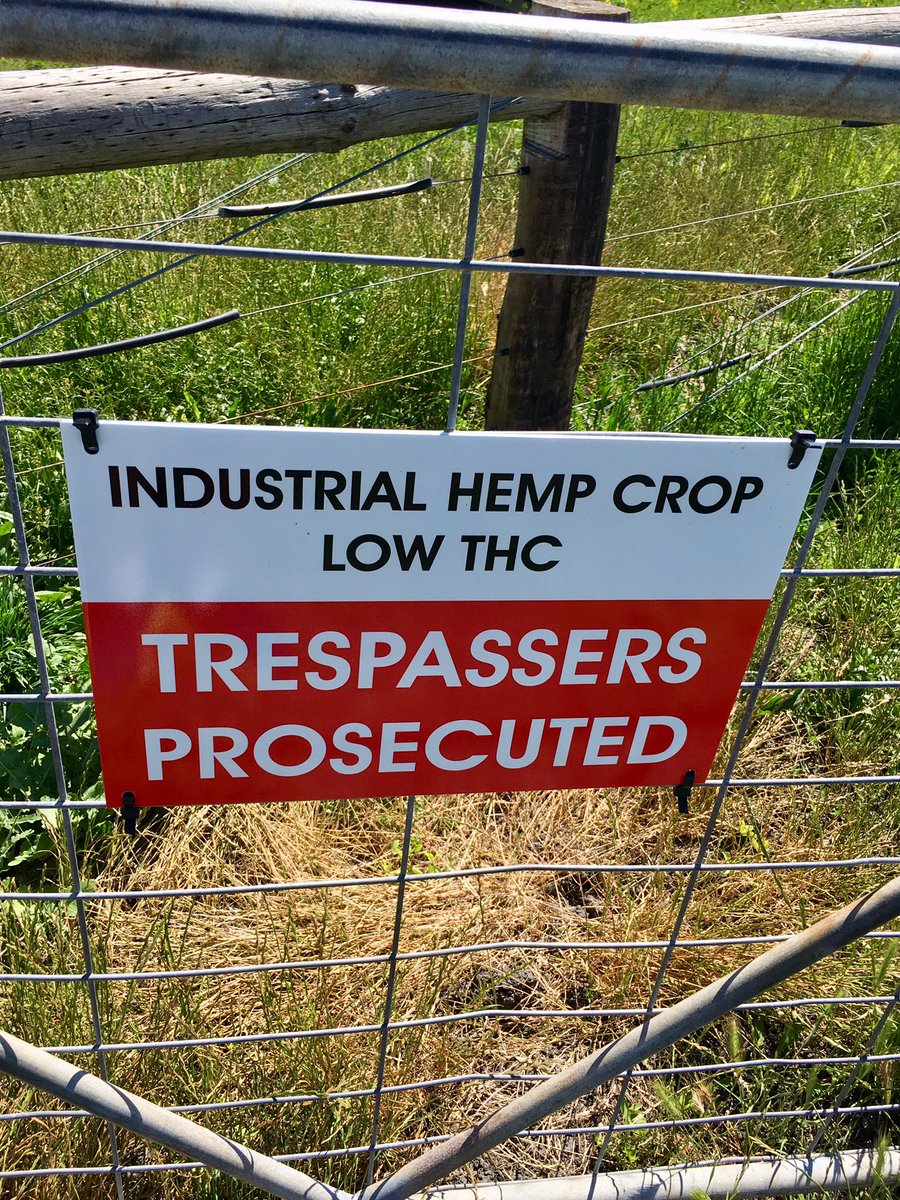MartyLovegrove's tweet image. Annual Agronomy tour with @millicentfarm #cashcrop #lowthc #commanderChicory