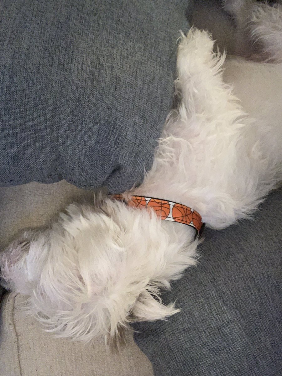 OliverCurry03's tweet photo. Wearing my new collar I got for Christmas because the SEC season starts tomorrow!🏀🐶 https://t.co/or8u20vQxk