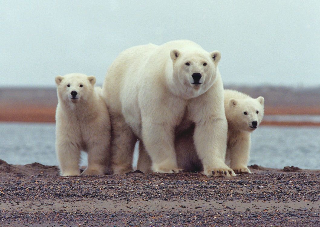 Oceanwire's tweet photo. Polar bears are the only bear species classified as a Marine Mammal. They spend most of their lives on the Arctic Ocean's sea ice! How can you help polar bears? Vote for sustainable #ClimatePolicy &amp; reduce your #CarbonFootprint! 

Pic: USFWS/Wikimedia Commons
MT @TerraMarProject https://t.co/3sAtuWIHbR