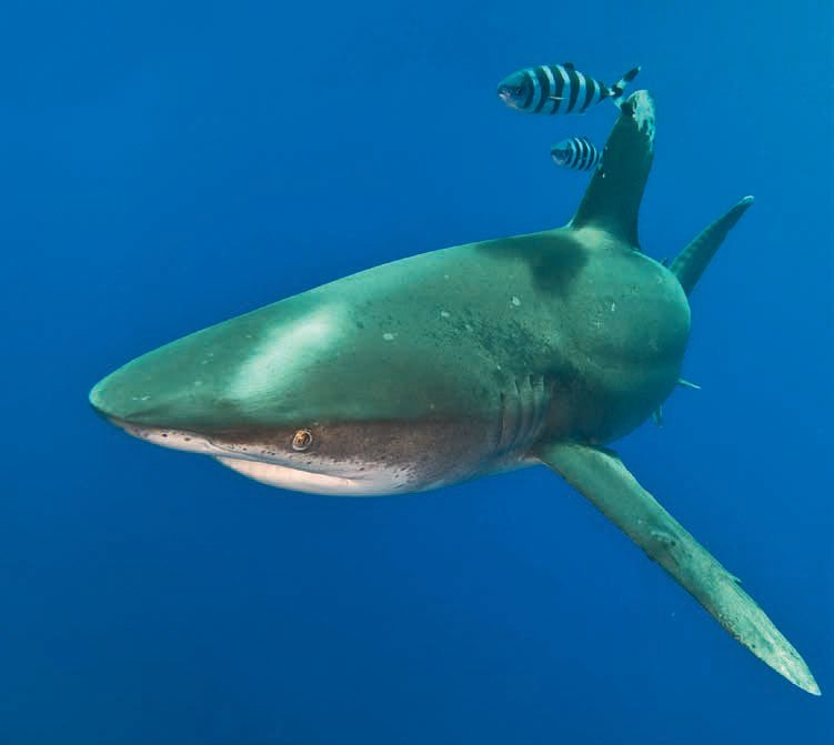 Jamie Watts &amp; Malcolm Nobbs share their adventures diving with blue and whitetip sharks, and ask some important conservation questions in the feature BLUE &amp; WHITE in the latest issue of SUBMERGE. #EatSleepDive #SharkConservation