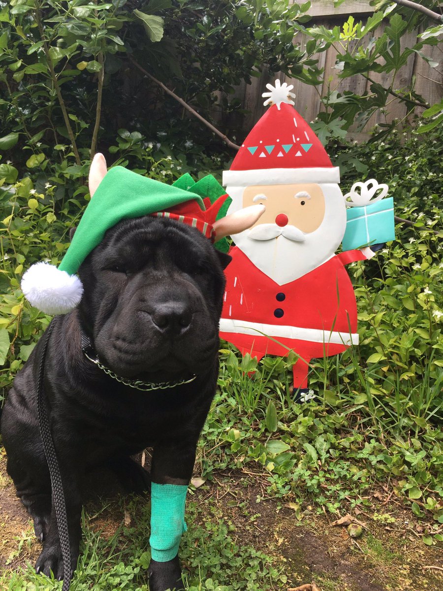 HightonVet's tweet photo. Two of our patients Maple and Casper getting into costume - just because they can 😍
#hightonvet #dog #labrador #dogsofgeelong #funatwork #🎅🏻 #festivepets2018 #dogsofinstagram #labradores #sharpei #instapets #geelong #vet #🎄 #sharpeiworld https://t.co/Cgf47veqz9