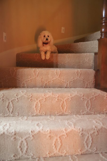 Ok so the shoot turned out great and all, but look at this ominous photo of my dog. https://t.co/tAN