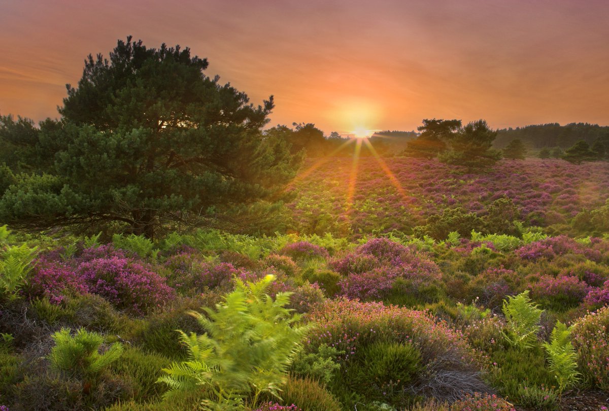NatureBftB's tweet image. &quot;Walking on a heath can be very deceiving.
To some it may look quite flat &amp;amp; uninteresting but when you start to spend time there &amp;amp; learn about the wildlife that makes the heath its home, it becomes a whole community in itself.&quot;
ow.ly/Wrr230mYAgL
@Love_plants @DorsetWildlife