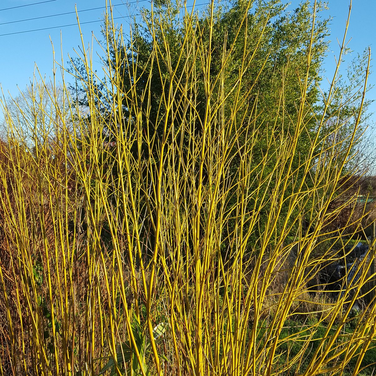 PlantPref's tweet photo. Here is bright and shiny Cornus sericea 'Flaviramea' from last weekend, often overlooked in favour of the red stemmed dogwoods we really like it.

#cornusflaviramea #cornus #cornussericea #cornussericeaflaviramea #dogwood #winterstems #green #wintergarden https://t.co/j3fqOQDYaA