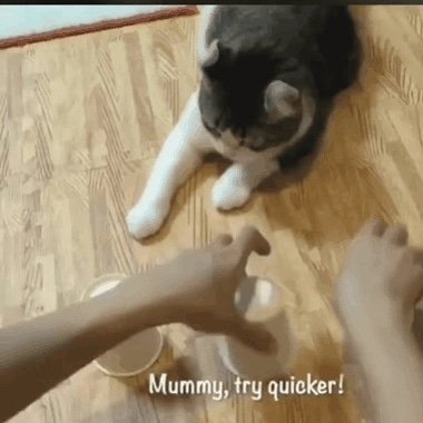 Petsupplies4uu's tweet photo. Aww,thats cute...πππ
Shop the Best for your Cats
Visit https://t.co/FtiVq0rMly
#petstagram #pets4u #Cats #catsarefamily https://t.co/kdzXGsp0uY