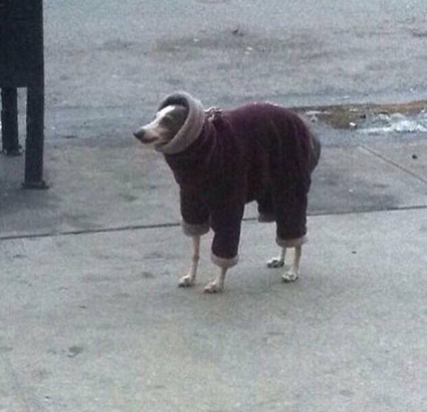 I am a great fan of greyhounds in sweaters. You should be one too