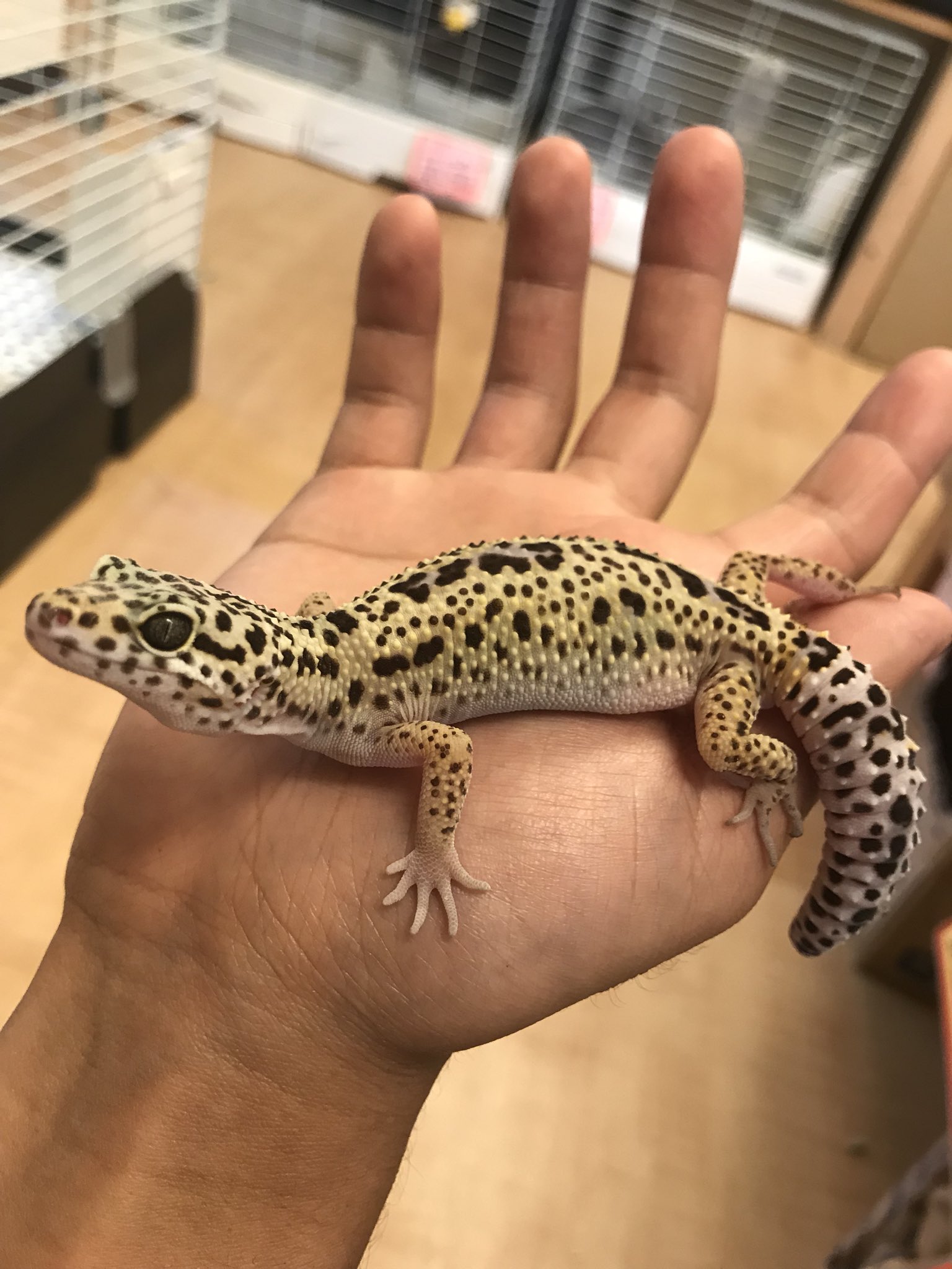 中津川市の観賞魚 小動物専門店 まるかね お腹がはちきれそうになるくらいによく食べるヒョウモントカゲモドキのジャングル君 ハンドリングバッチリですよ W ヒョウモントカゲモドキ 爬虫類 レオパ ジャングル ペット ペットショップ 岐阜 中津川市の観賞魚 小動物専門店 まるかね お腹がはちきれそうになるくらいによく食べるヒョウモントカゲモドキのジャングル君 ハンドリングバッチリですよ W ヒョウモントカゲモドキ 爬虫類 レオパ ジャングル ペット ペットショップ 岐阜
