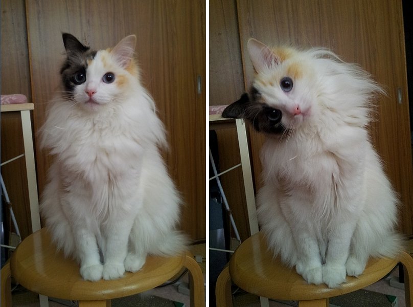 AmazingPups's tweet photo. This cat is pretty https://t.co/8WTAxqIlXC
