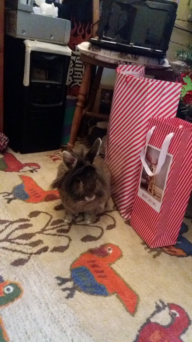 DonkeyTheRabbit's tweet photo. Just sitting next to a bag of presents, full of Christmas cheer https://t.co/AWvNBQnyMl