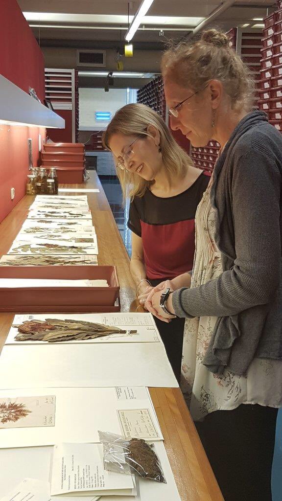 gabrielleupton's tweet photo. NSW’s priceless collection of 1.4 million plant specimens – some dating back to 1770 – is going digital! It’s the largest herbarium imaging project in the southern hemisphere. By going digital everyone will be able to see the amazing treasures we have! @RBGSydney https://t.co/CizjHerRUI