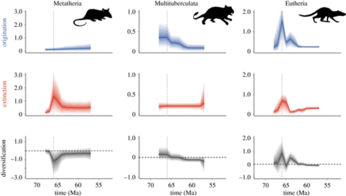 scook2214's tweet photo. Researchers state that many mammals lineages coexisted with the dinosaurs before the end-Cretaceous mass extinction. Although many species of mammals also disappeared in the extinction event, several lineages survived. https://t.co/VVCCUFCQrw via @AgencyFAPESP @EurekAlert Paper⬇️ https://t.co/cWoGuj9rz3
