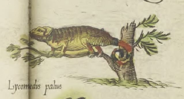 natlibscot's tweet photo. And this cute wee chameleon... (we think)
#NLSadvent https://t.co/7PLp7vK5Ky