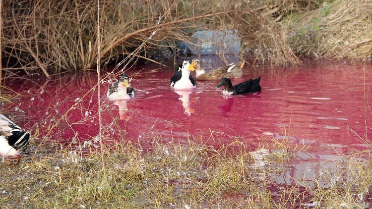 Yalova’da büyük panik! ‘Birdenbire kırmızı bir su belirdi’ hry.yt/yTYCr
