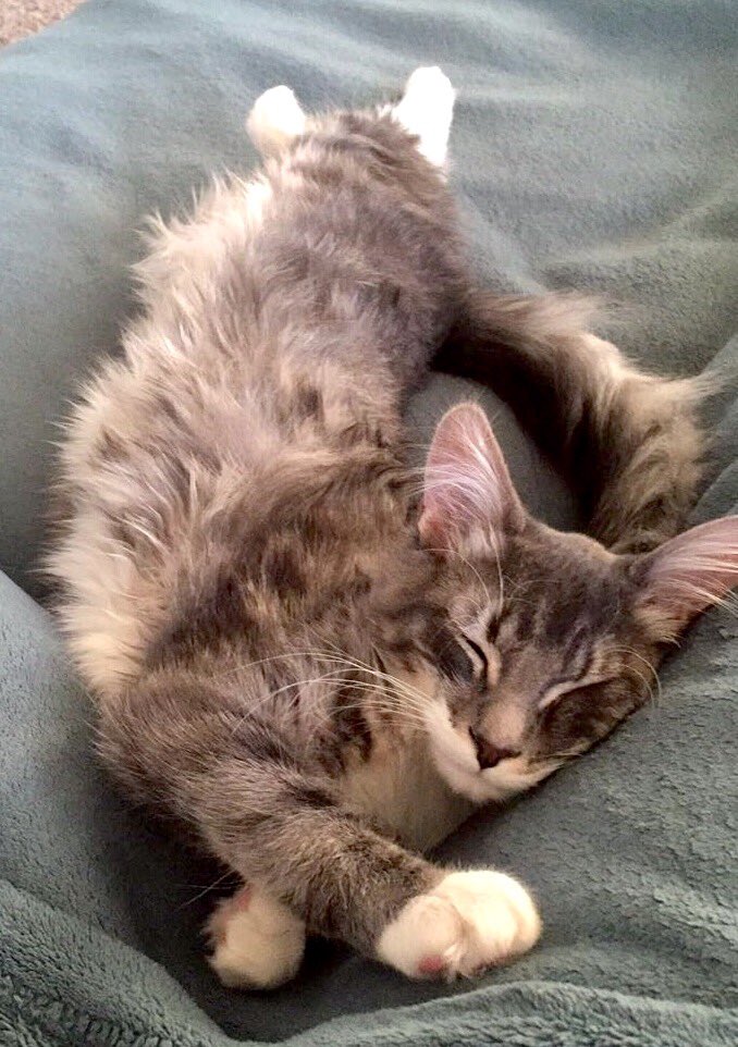 Forget the boys, Saturdays are for the cats. #Caturday