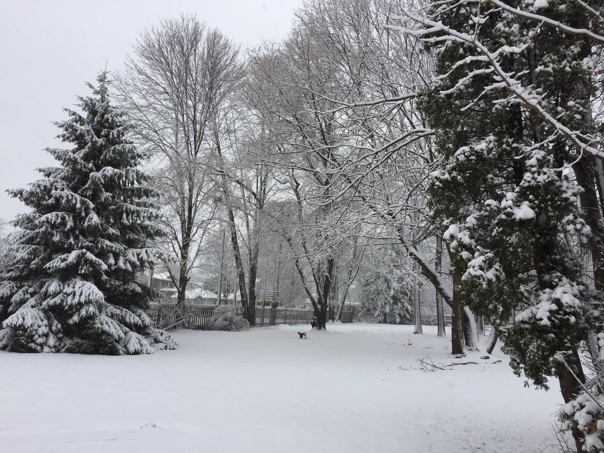 RishiBarran's tweet photo. Finally got the snow I’ve been hoping for on Christmas vacation in Auburn... just in time to return to the Sunshine State. Nice to see the snow covering the pine tree on the left, which I planted more than 20 years ago #LetThereBeSnow https://t.co/LDyu9Mydti