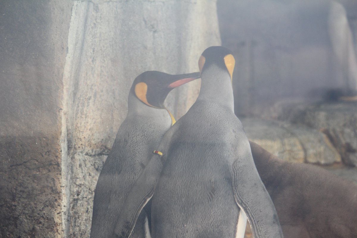 Naba0608T's tweet image. オウサマペンギンファミリーは今日も仲良し。。見ていてホッコリ(/・ω・)/　#仙台うみの杜水族館　＃ファミリークリスマス　＃ナイト水族館