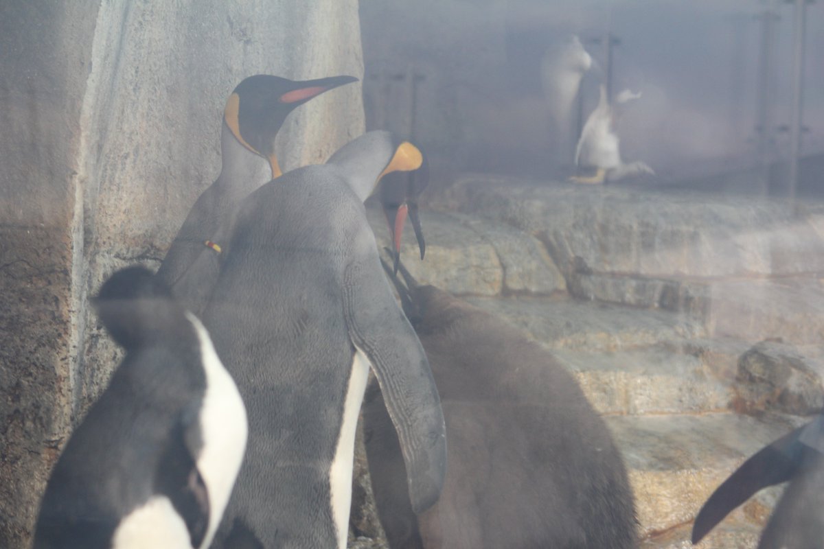 Naba0608T's tweet image. オウサマペンギンファミリーは今日も仲良し。。見ていてホッコリ(/・ω・)/　#仙台うみの杜水族館　＃ファミリークリスマス　＃ナイト水族館