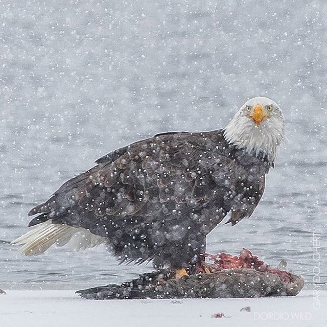 garydougherty_'s tweet photo. Looks like Santa came early this year
.
.
.
#naturalalaska #alaska #alaskamagazine #eagle #goose #canon #photography #mothernature #naturelovers #nature #naturephotography #hiking #explore #adventure #travelalaska #explorealaska #naturealaska #alaskanadv… https://t.co/Lyj4xTfKDm https://t.co/1rVkCts495
